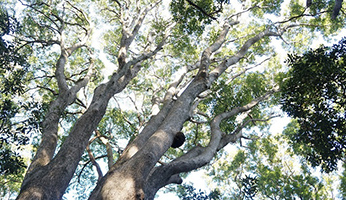 お林（県立真鶴半島自然公園）